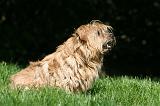 NORFOLK TERRIER 035
